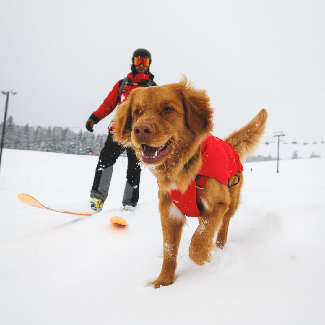 Ruffwear, Powder Hound Waterproof Insulated Vest