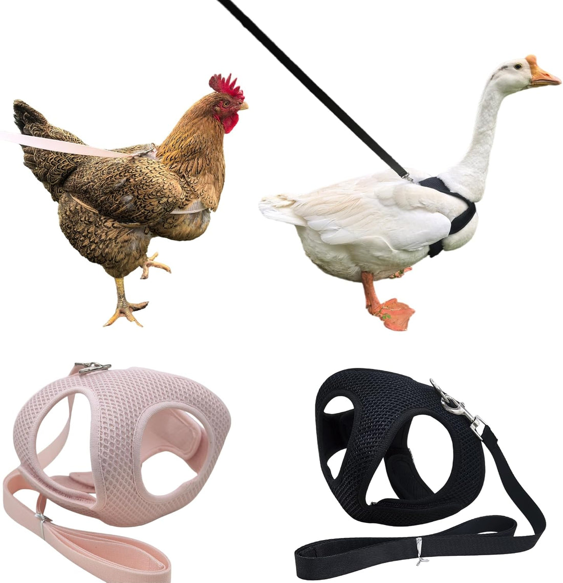 Adjustable Chicken Harness and Leash Set