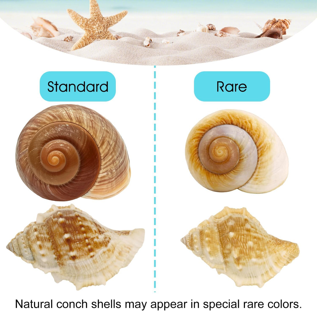7-Pack Hermit Crab Shells, Size 2" to 2.8", Opening 0.6" to 1.8"