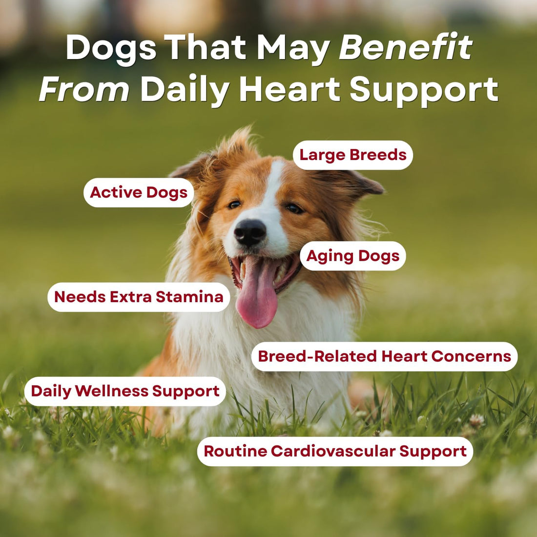 Heart Support Granules for Dogs – Vet-Formulated