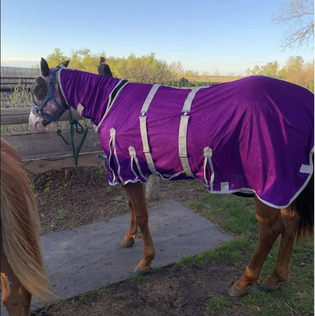 Horse Fly Sheet with Neck & Detachable Belly Band, Lightweight Mesh