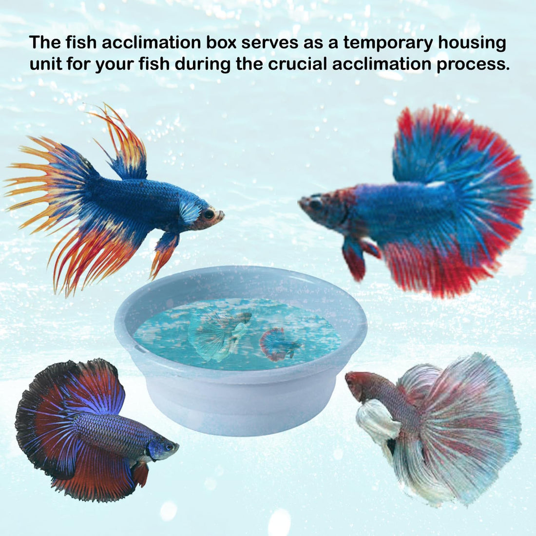 Foldable Fish Acclimation Box