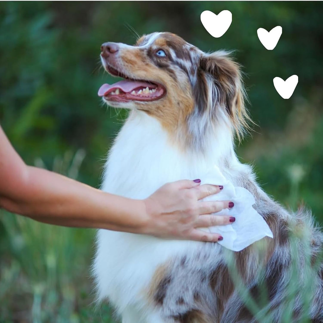 earthbath Dog Grooming Wipes - Dog Wipes for Paws and Butt