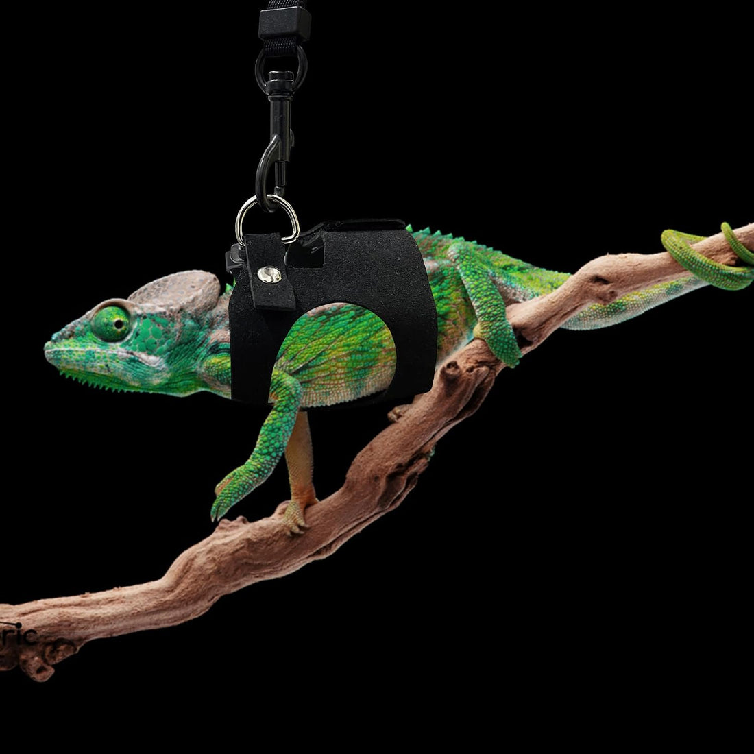 3PCS Bearded Dragon Harness and Leash Set