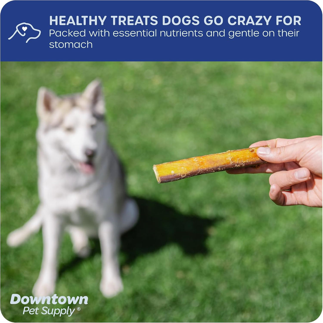 Downtown Pet Supply Jumbo Bully Sticks for Dogs - Natural Beef Chews