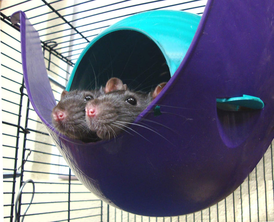 Lixit Critter Space Pod, Perfect for Small Animals, Large