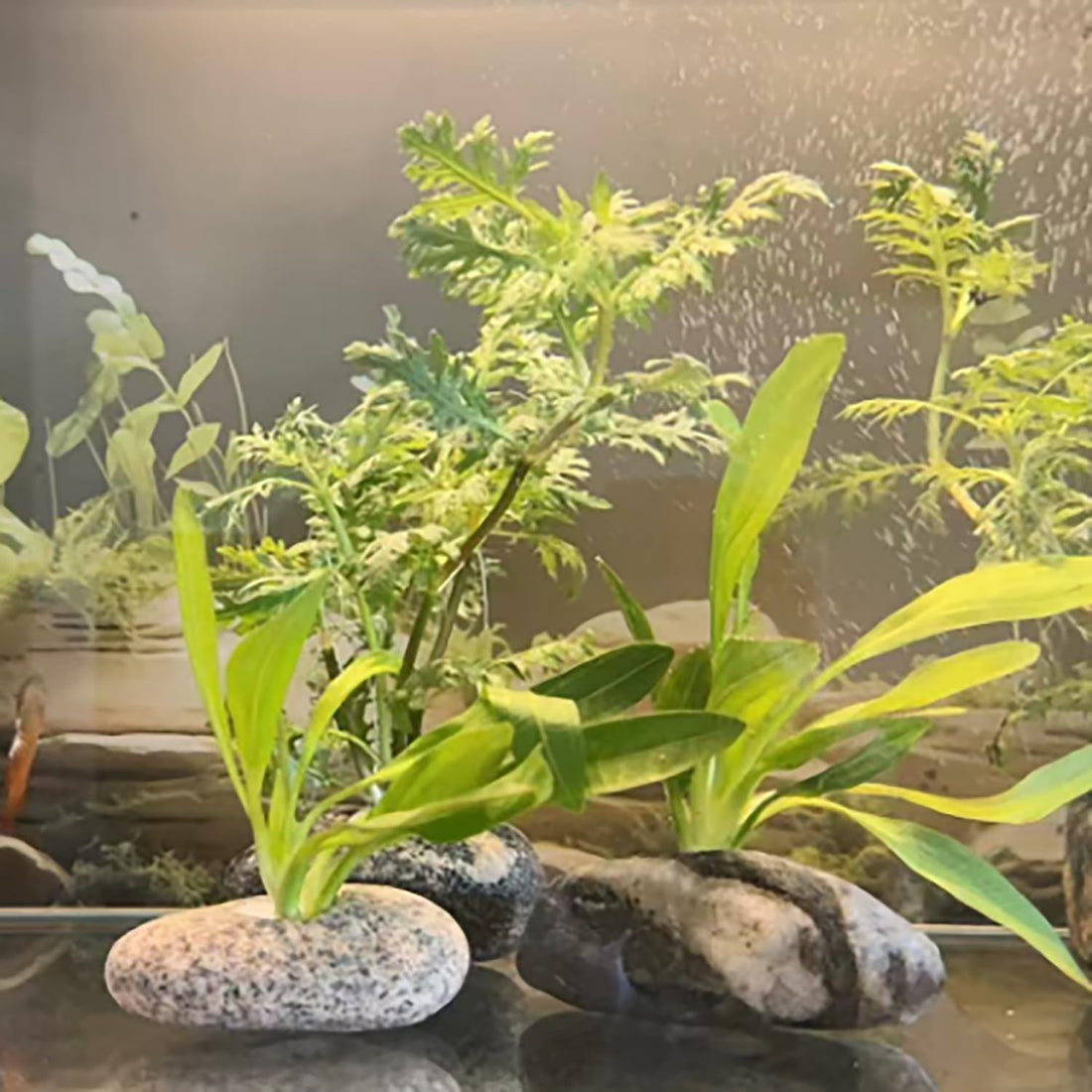6 Pcs Natural River Stone Plant Weights for Aquarium