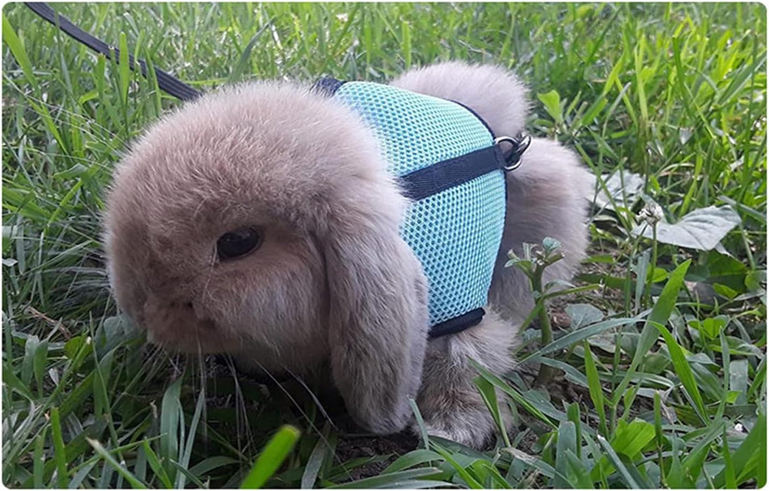Escape Proof Rabbit Harness and Leash Set