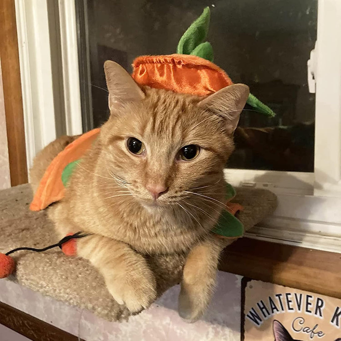 ADOGGYGO Cat Halloween Pumpkin Costume, Halloween Cat Cloak Hat Set