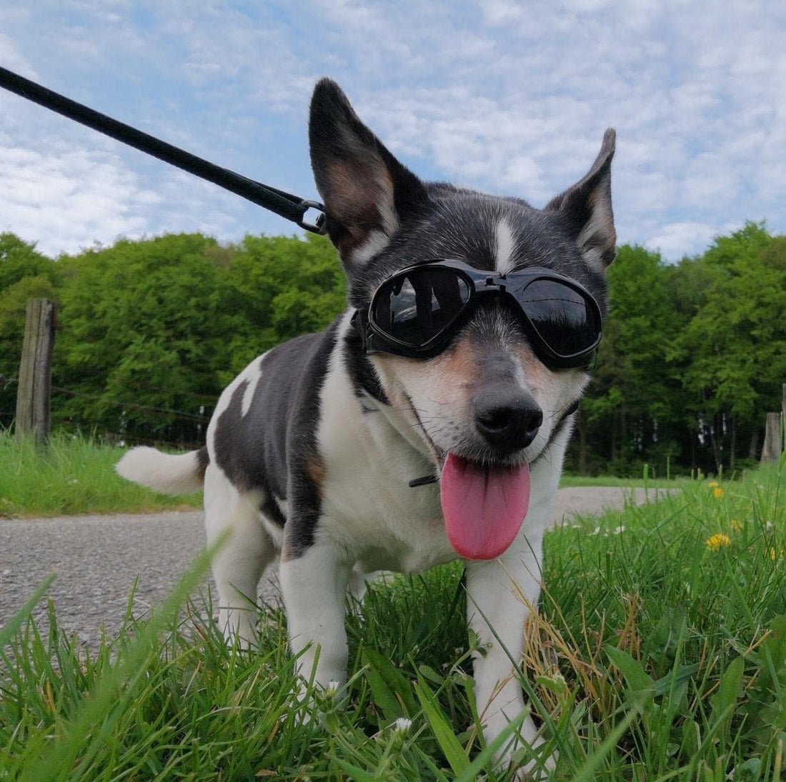 Dog Goggles Medium Breed, Dog Sunglasses for Medium Dogs Eye