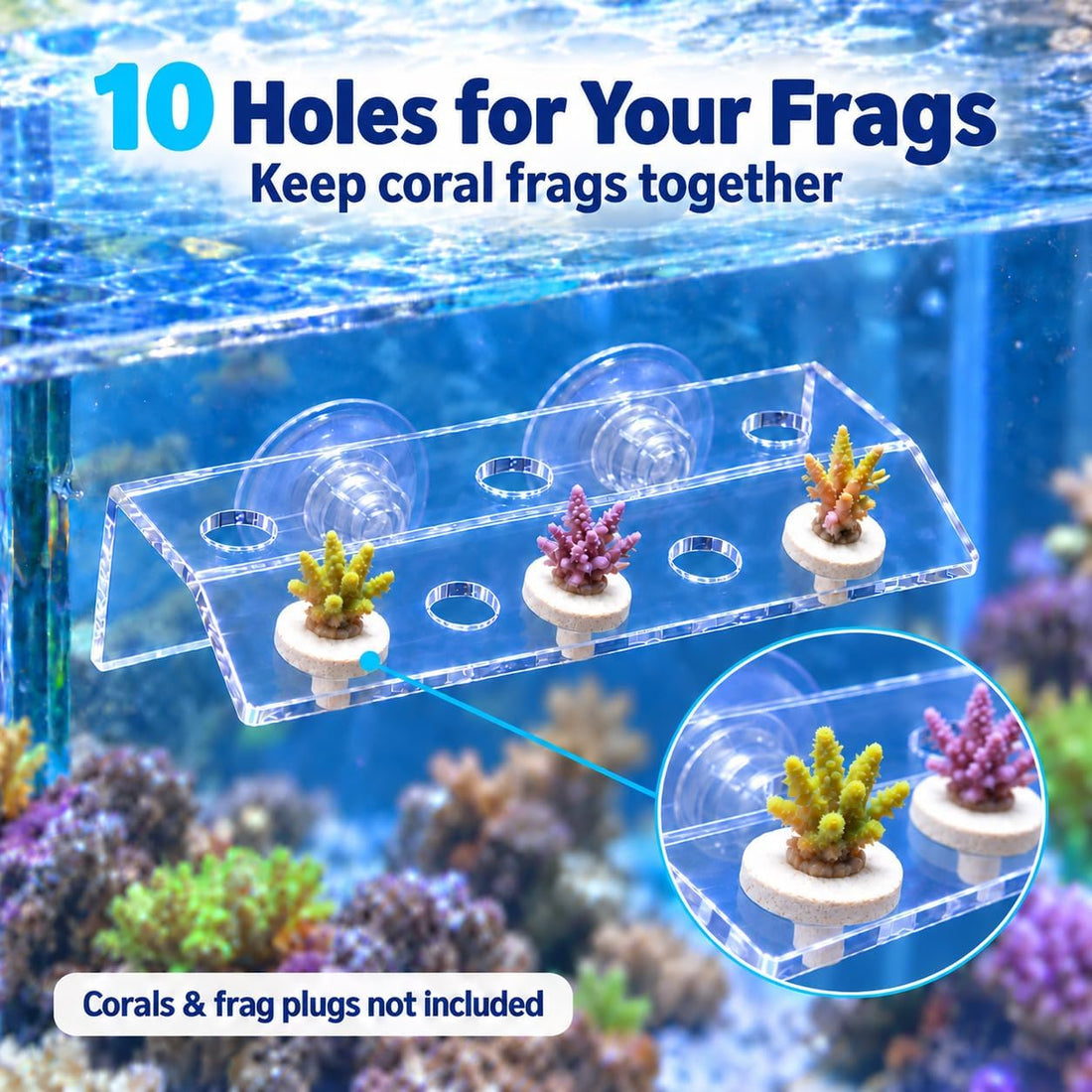 kcrygogo Coral Frag Holder Acrylic Coral Frag Rack with Powerful
