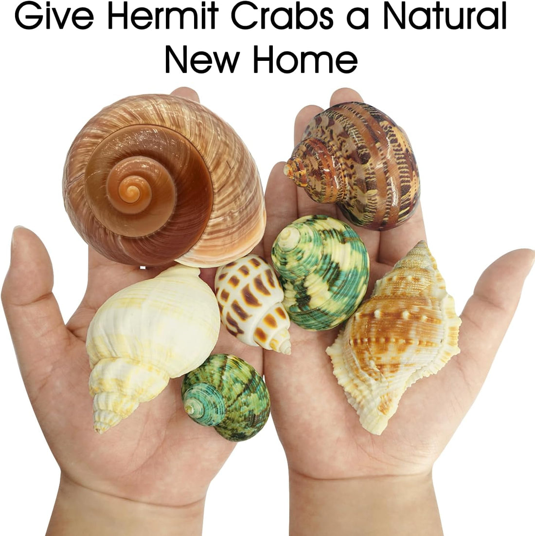 7-Pack Hermit Crab Shells, Size 2" to 2.8", Opening 0.6" to 1.8"