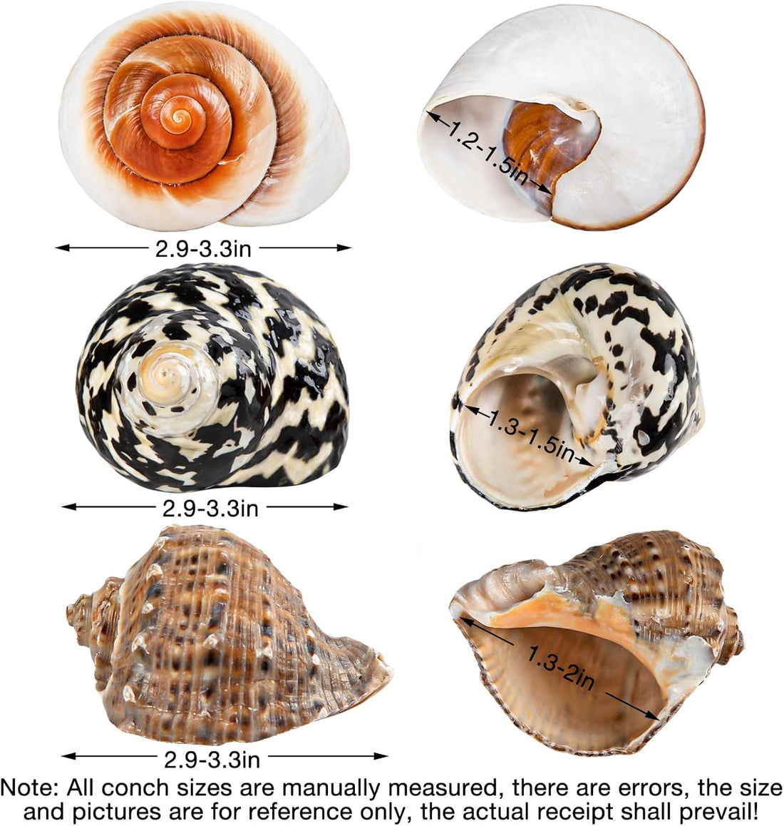 QICQDRAM 3PCS Hermit Crab Shells 2.9~3.3'' Large Seashells 1.2~2''