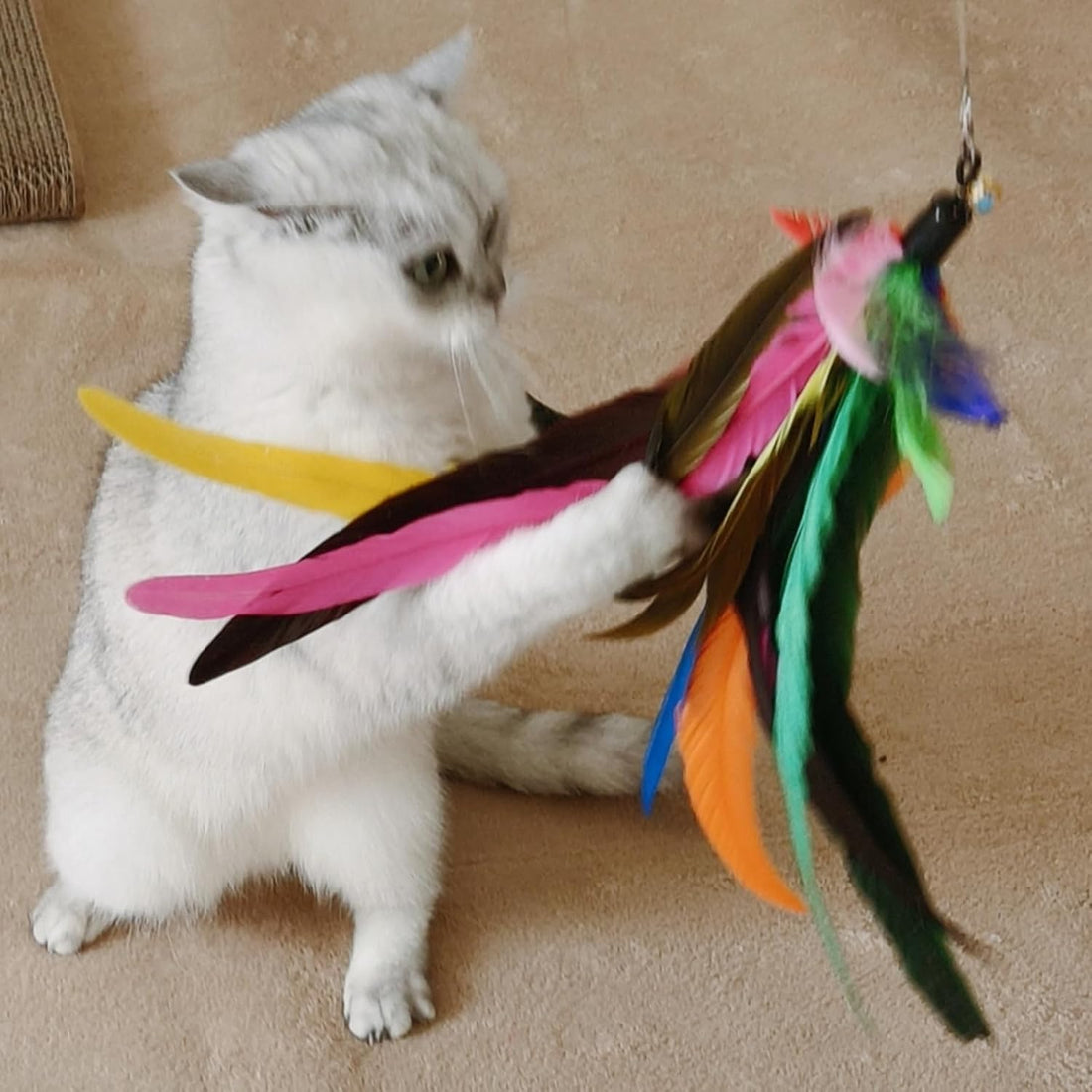 miwoowim Cat Toys Interactive for Indoor Cats