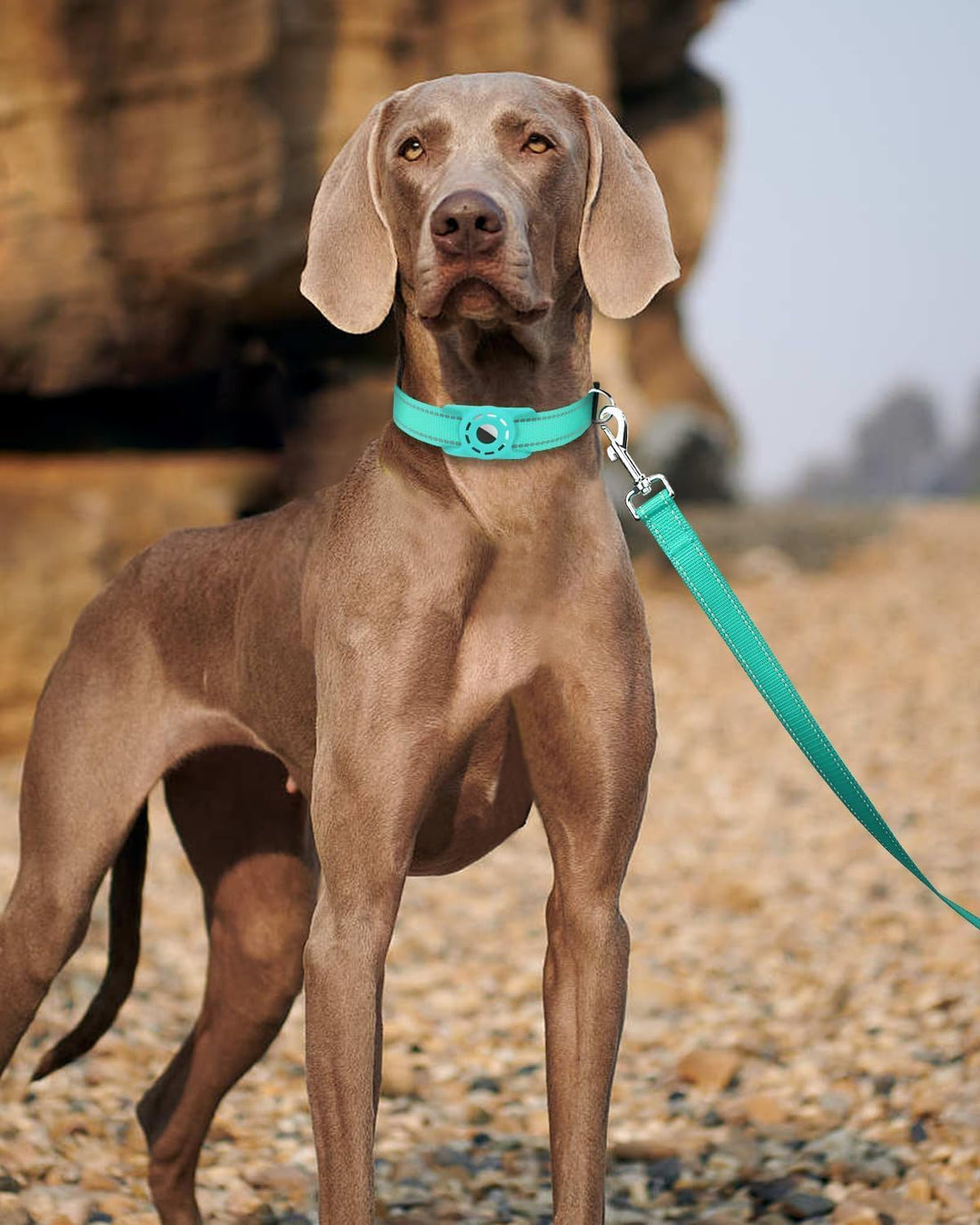 6FT Reflective Dog Leash, Padded Handle for Small Medium Dogs