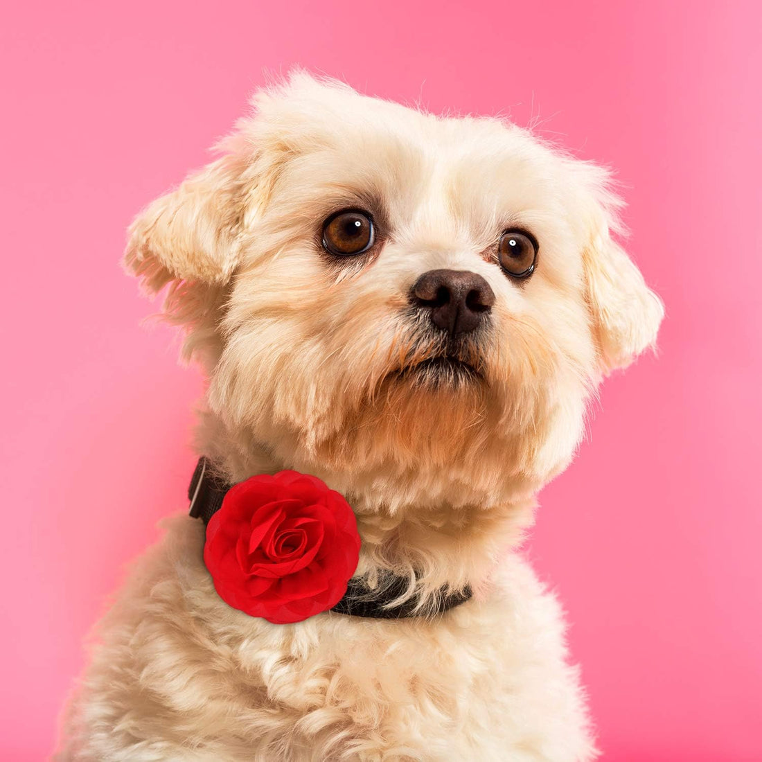 WILLBOND 8 Pcs Dog Collar Flower Bow Tie for Pet Grooming, Multi-color