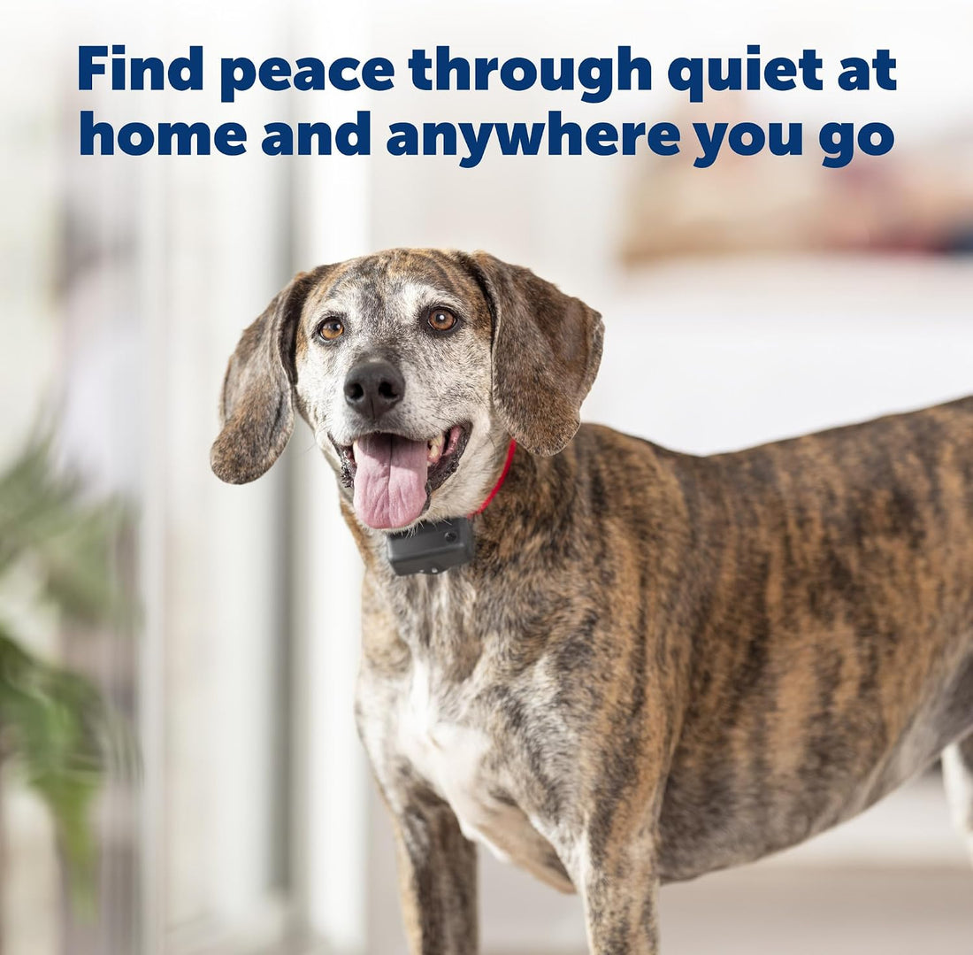 PetSafe Basic Bark Control Collar