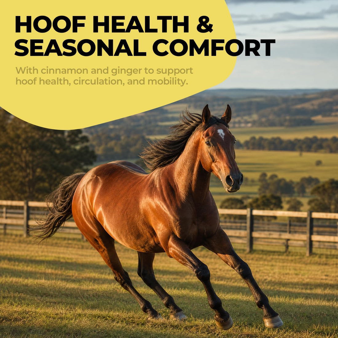 Insulin Resistance Supplement for Horses