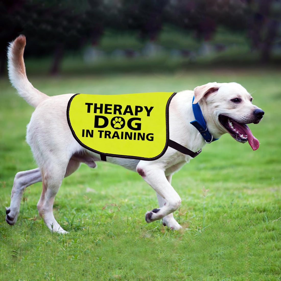 Zuo Bao Therapy Dog Jacket Vest for Large Dogs