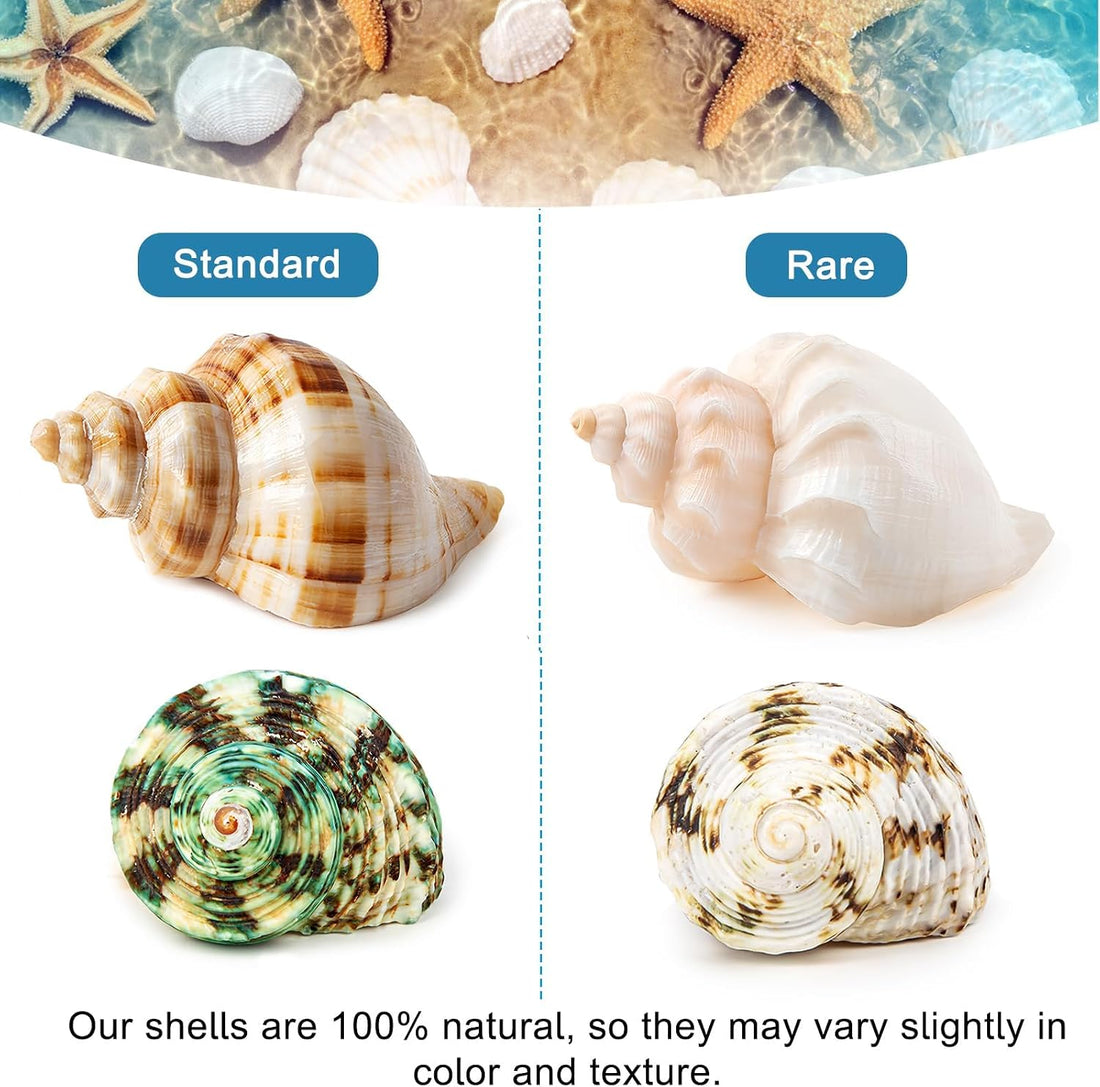 6PCS Hermit Crab Shells Medium to Large 2.3"-3.5" Shells