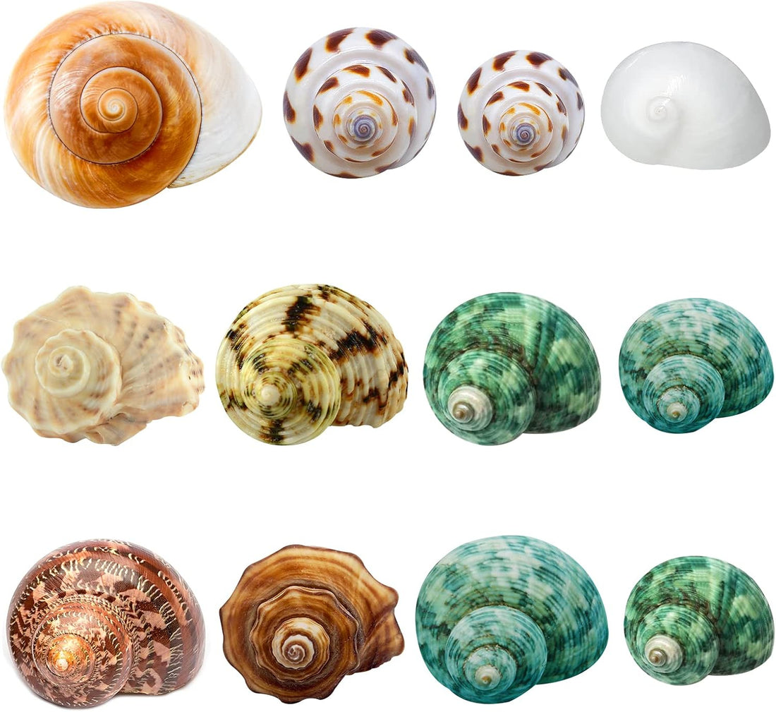 12PCS Hermit Crab Shells Medium and Large Growth Turbo Seashells