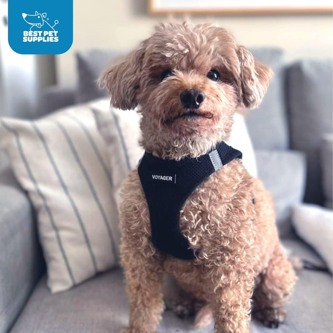 Best Pet Supplies - All Weather Mesh / Plush, Reflective