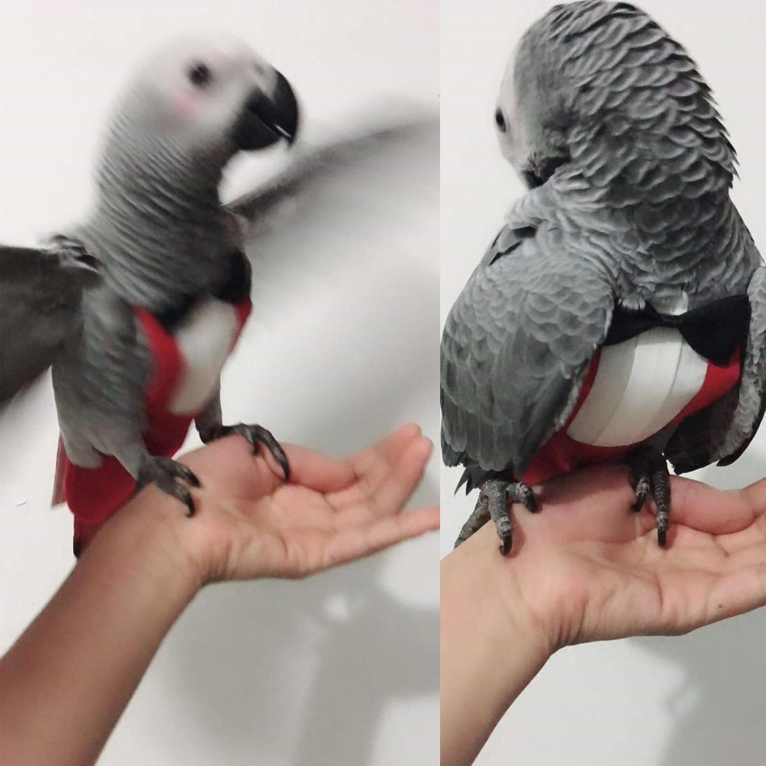 QBLEEV 2 Pack Bird Diapers, Reusable Cockatiel Tuxedo Flight Suite