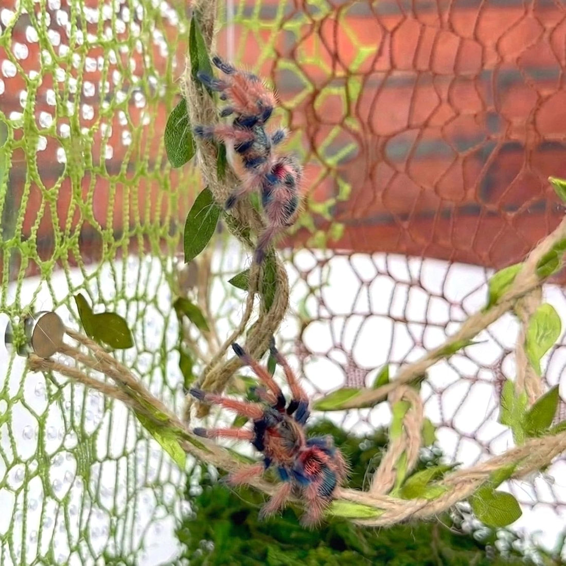 Magnetic Jumping Spider Accessories-Moss Hideout with Rope & Bridge