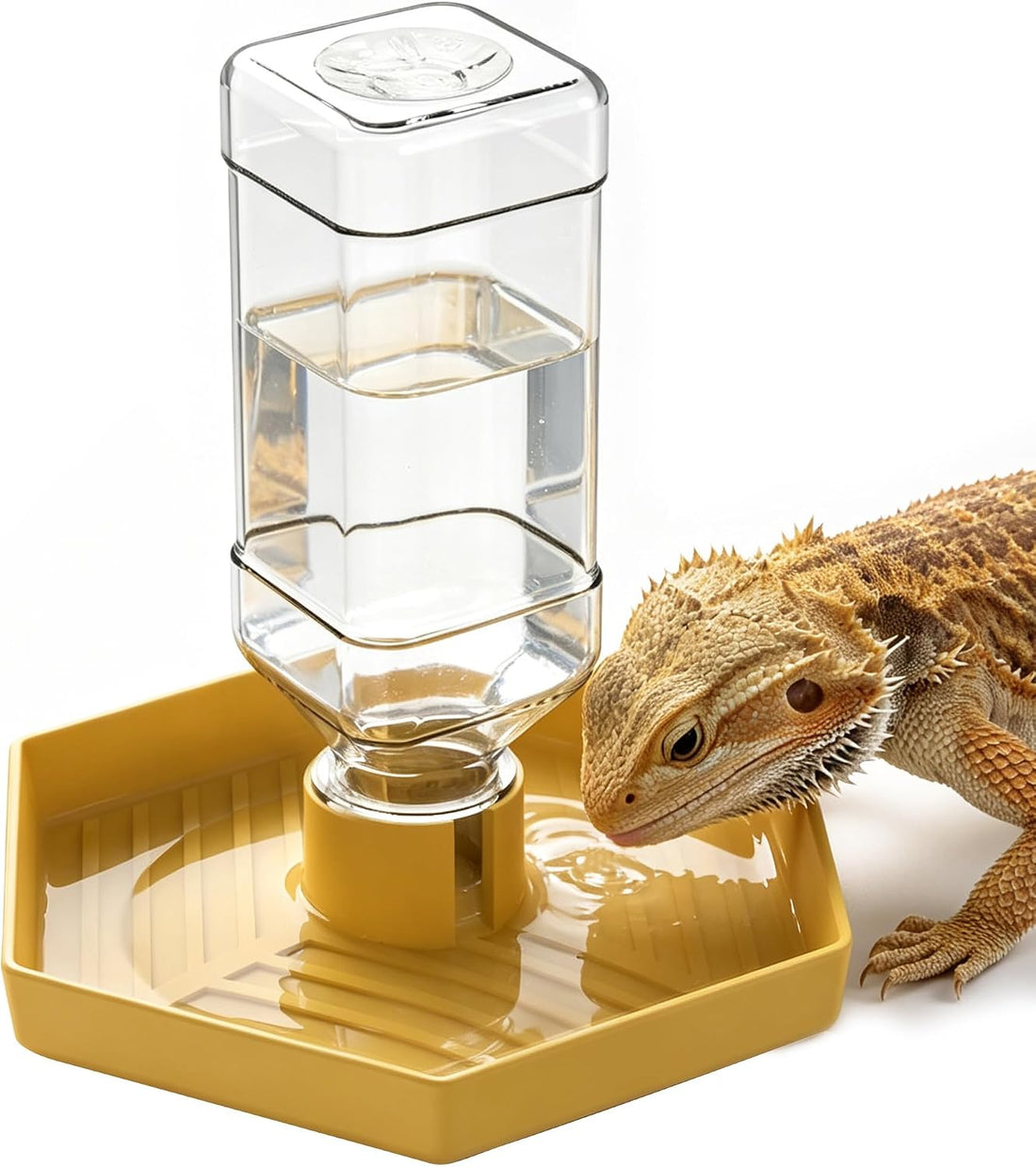 Reptile Water Dispenser Bowl for Bearded Dragon Tortoise