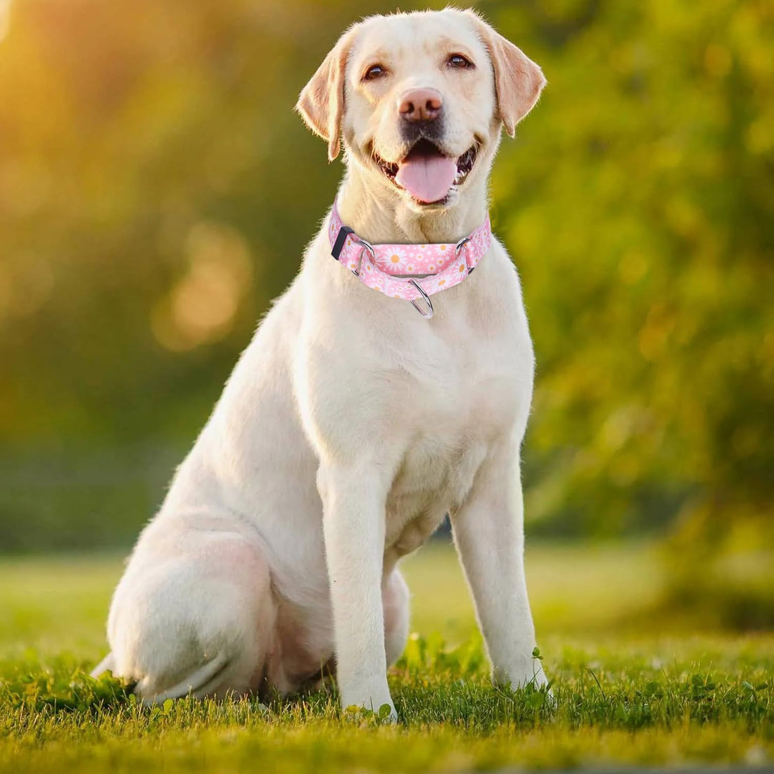 Martingale Collar for Dogs, No-Slip Escape Proof Choke No Pull Cinch