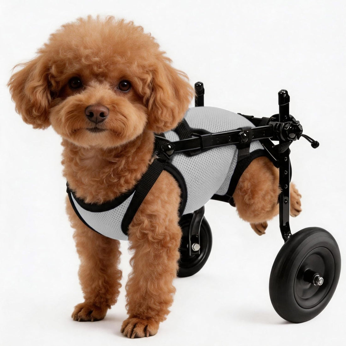 Rear Wheels Mobility Aid Cart Dog Wheelchair for Back Legs, M