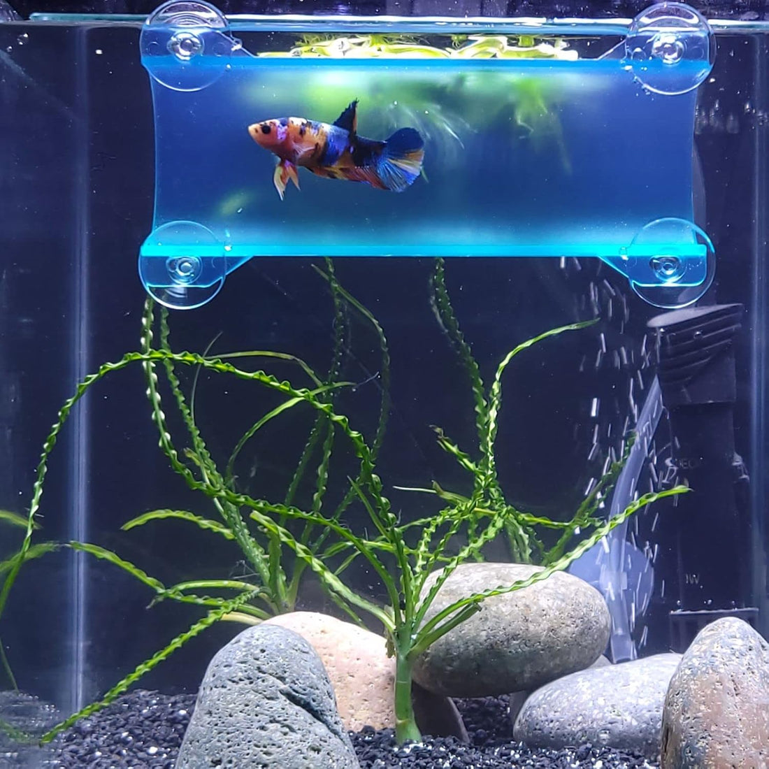 Brand Betta Tunnel (Translucent Clear)