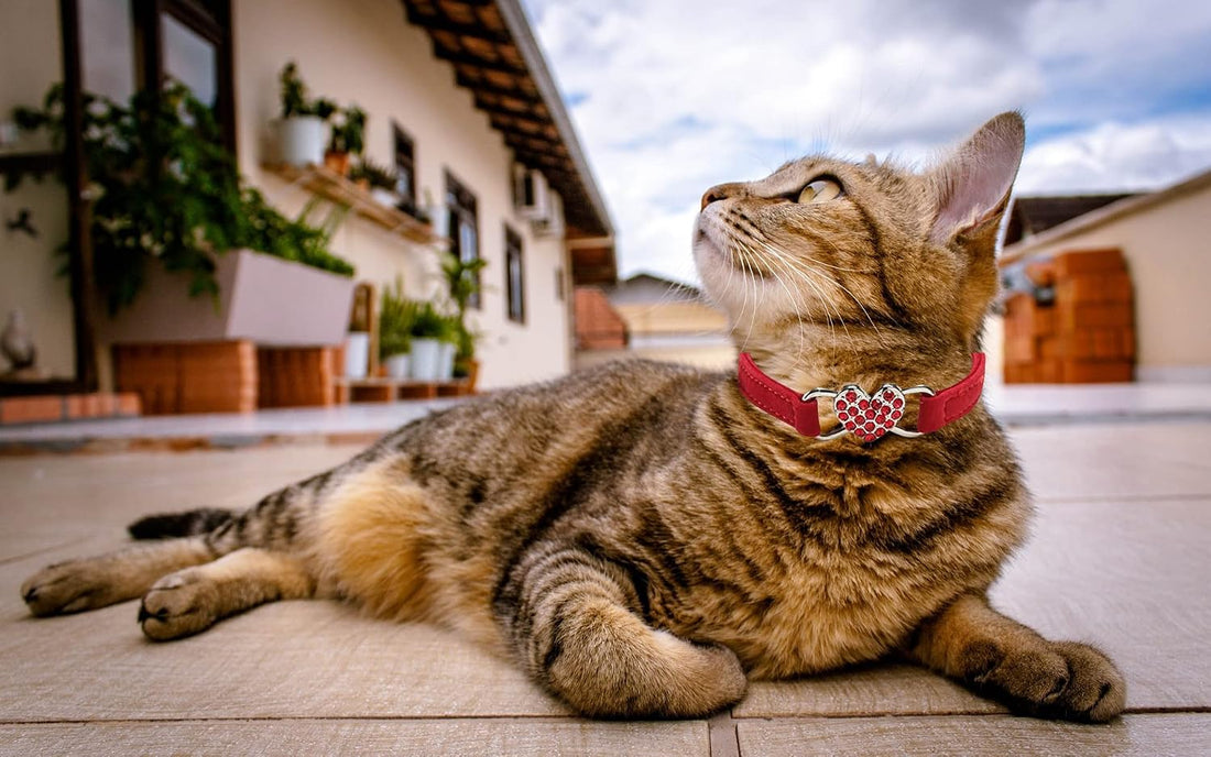 Heart Bling Cat Collar with Safety Belt and Bell 8-10 inches