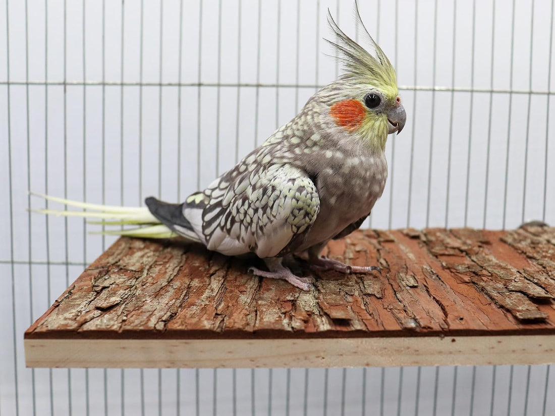 13.6 × 7.9 inch Large Bird Perch Stand Platform