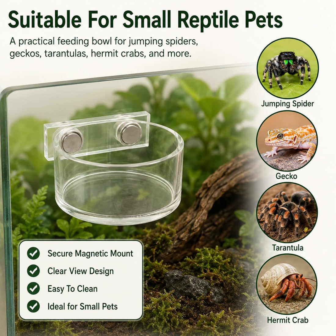 Jumping Spider Feeding Dish Set