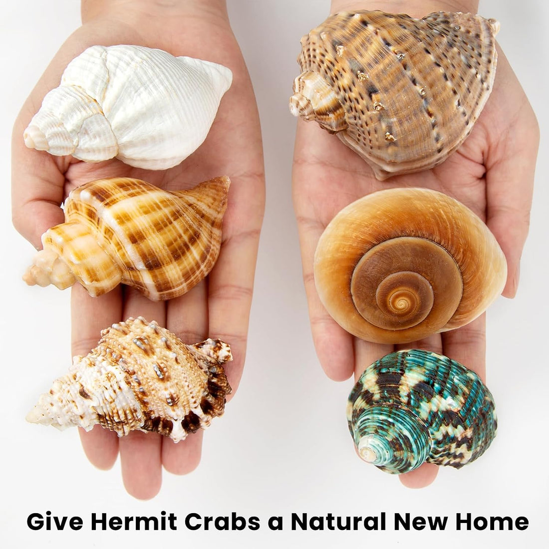 6PCS Hermit Crab Shells Medium to Large 2.3"-3.5" Shells