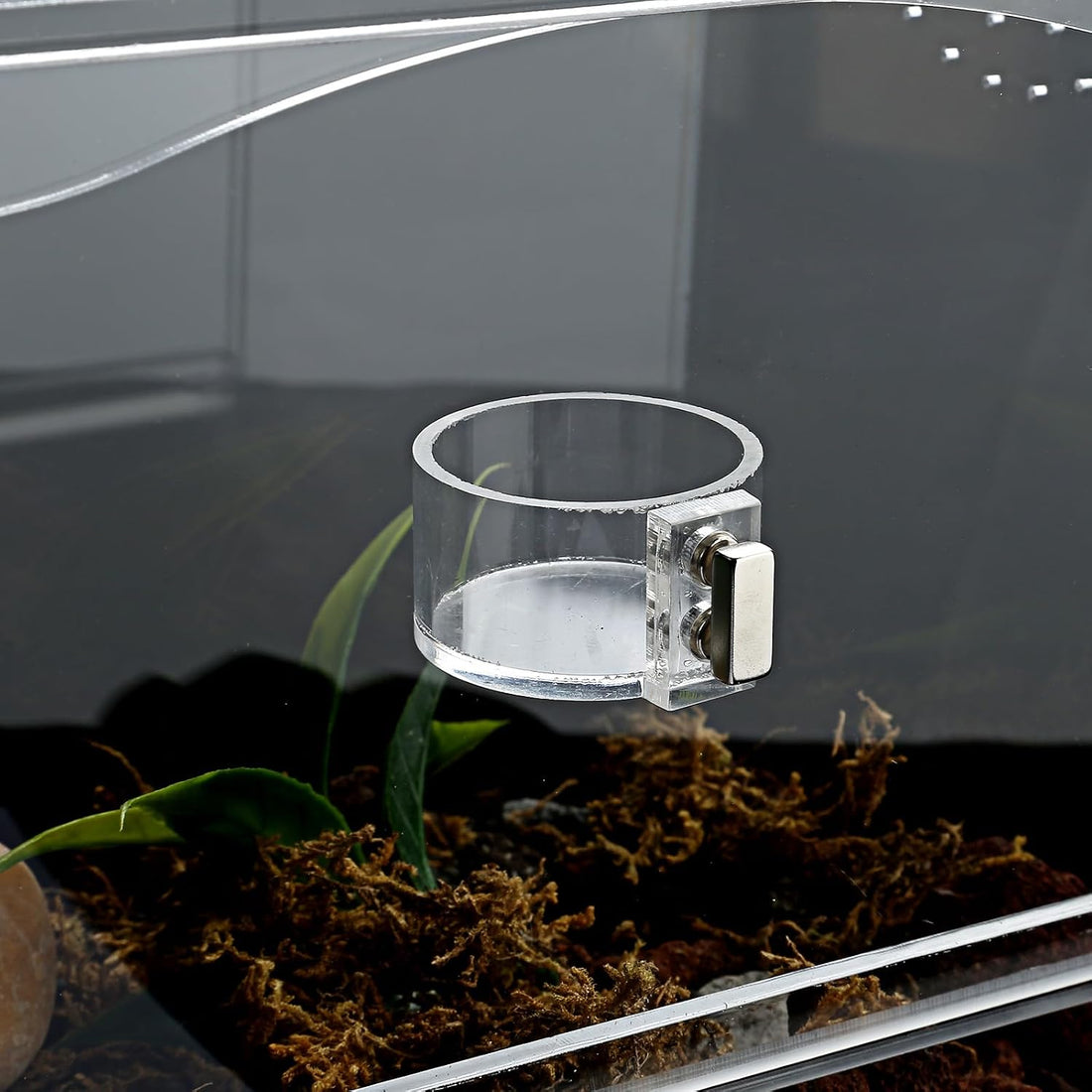 2 Pack Jumping Spider Feeding Dish