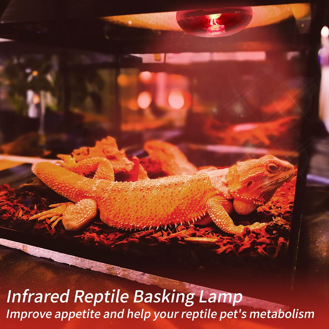 Infrared Reptile Heat Lamp Bulbs,2 PCS 50W Reptiles & Amphibians