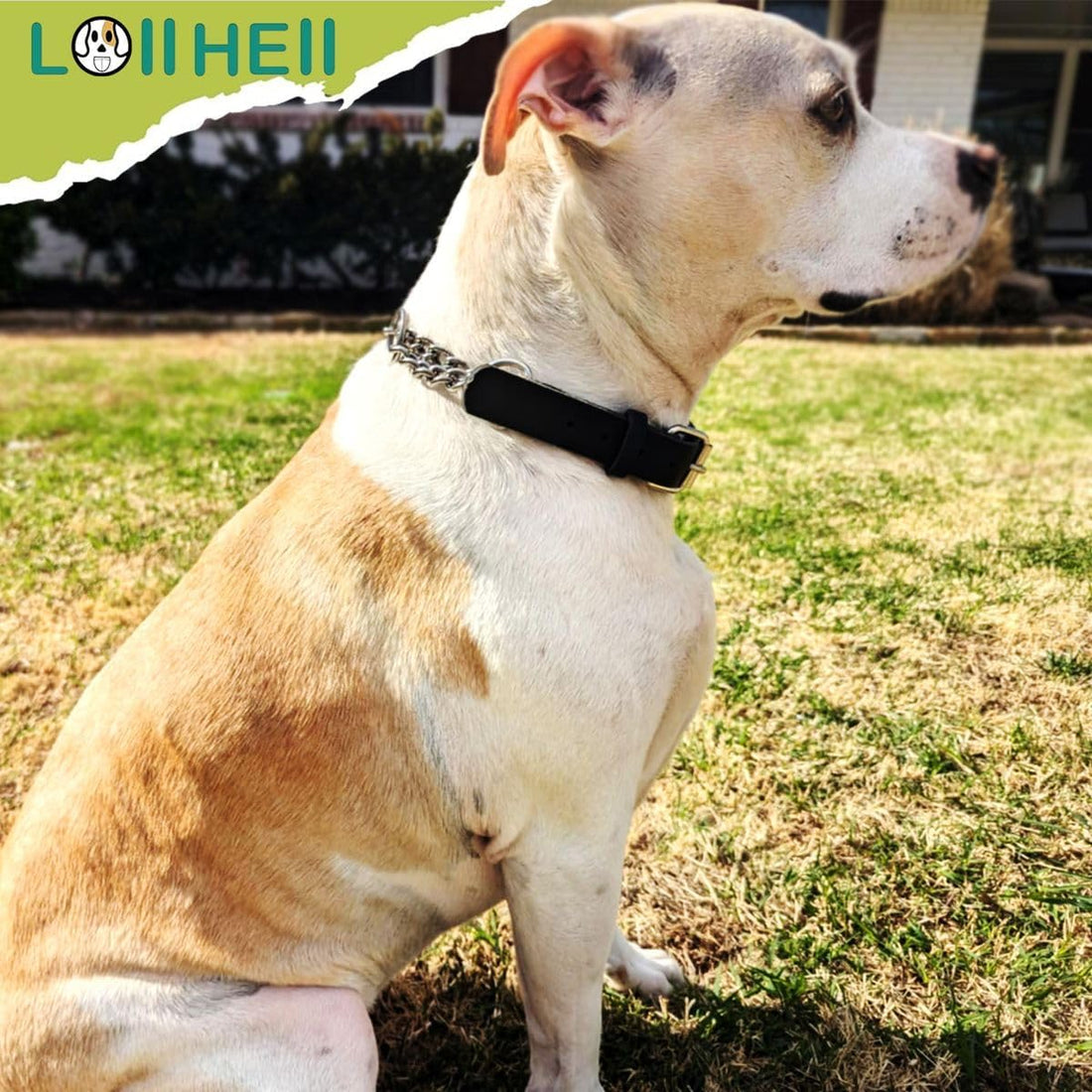 Martingale Collar for Dogs No-Pull Adjustable Training Collar