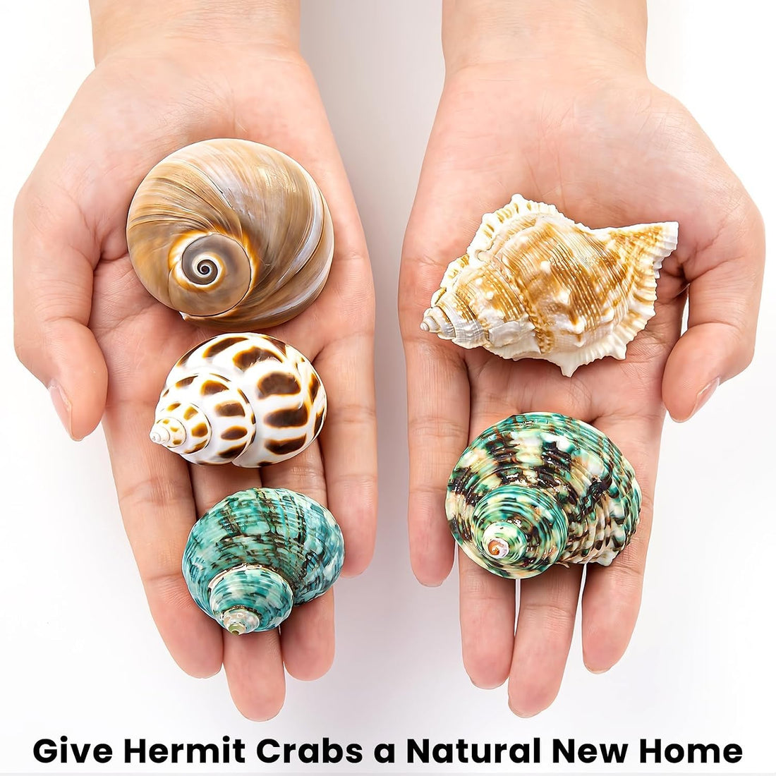 5PCS Hermit Crab Shells | Natural Sea Conch Size 2.1" - 2.8"