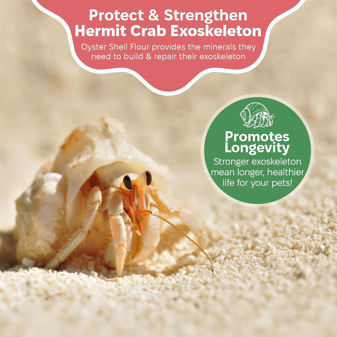 Oyster Shell Supplement for Hermit Crabs