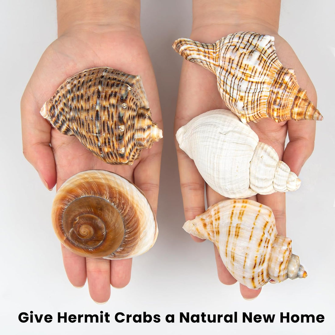 5PCS Extra Large Hermit Crab Shells 3"-4.7", Opening 1.6"-2.7"