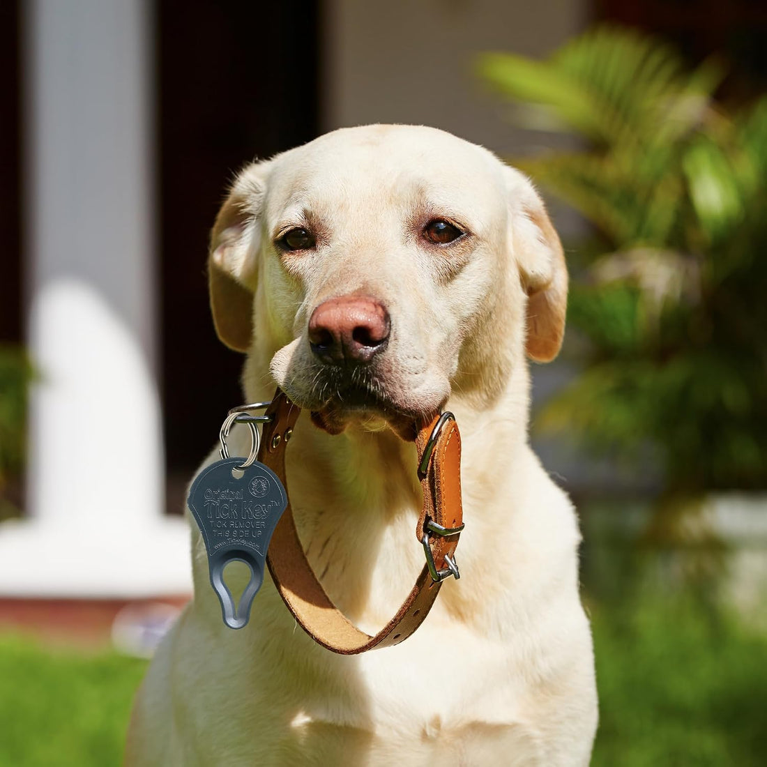 The Original Tick Key Tick Removal Device