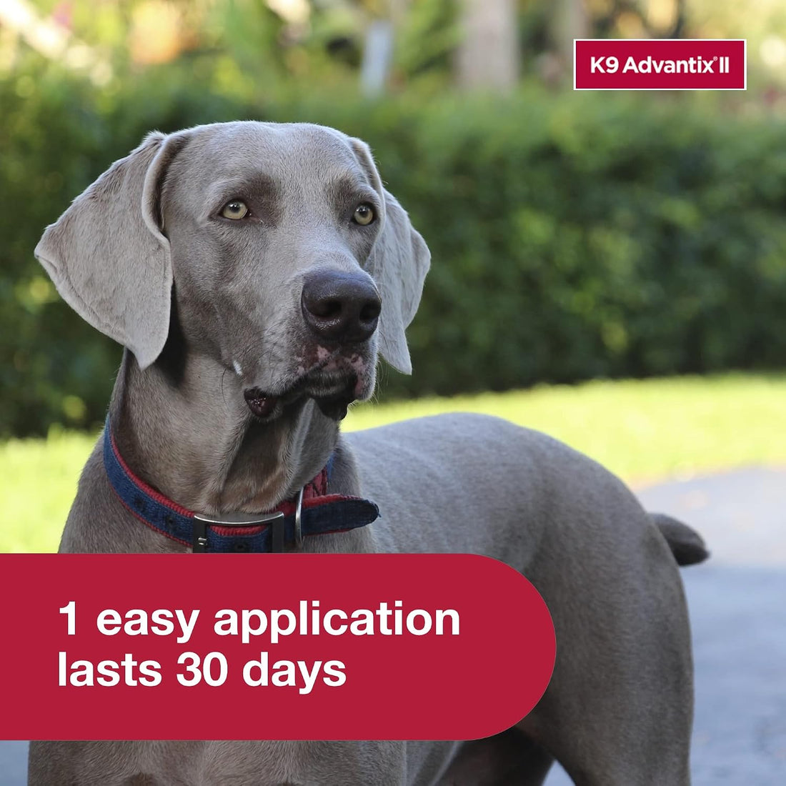 K9 Advantix II XL Dog Vet-Recommended Flea