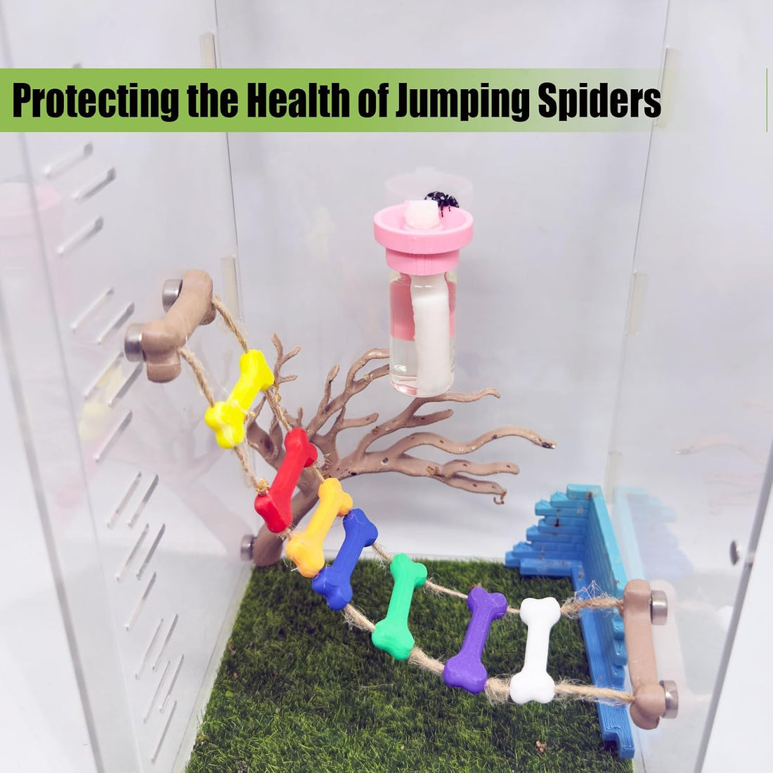 Jumping Spider Water Dispenser