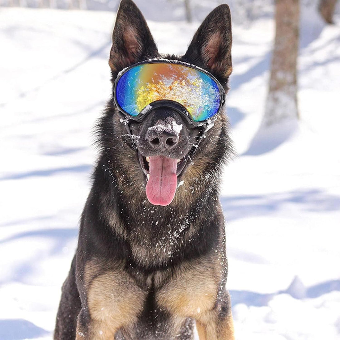 Pacify Dog Goggles for Large Dogs
