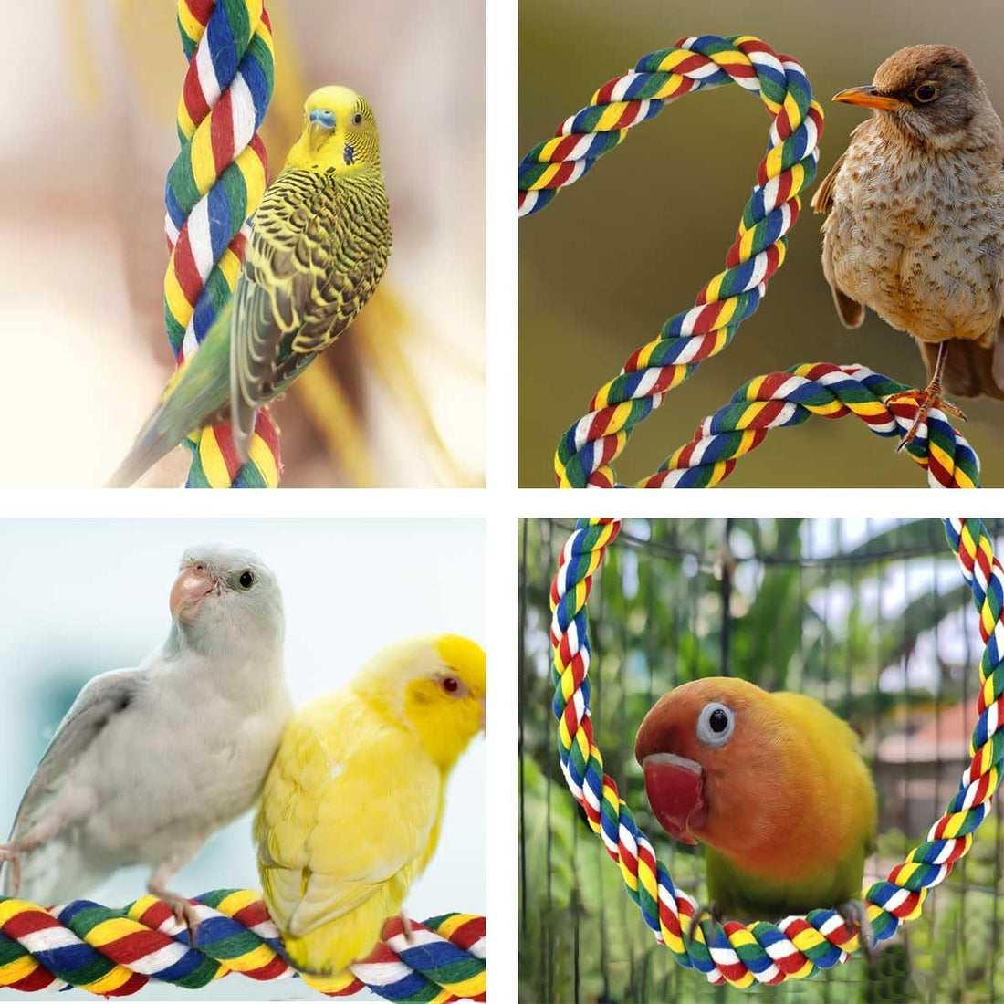 Bird Bungee Climbing Swing - Colorful Parakeet Rope Perch