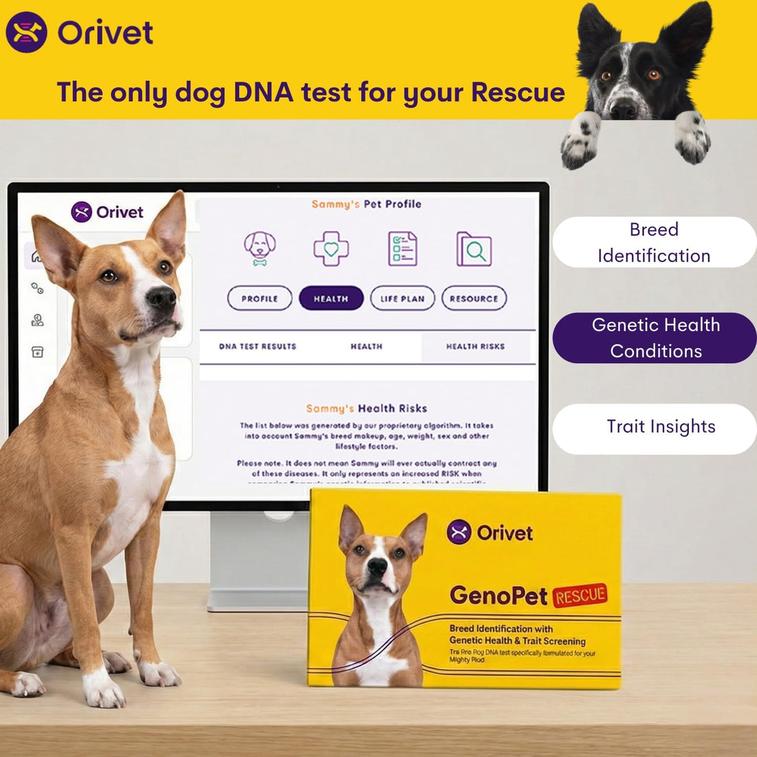 ORIVET GenoPet Dog DNA Test, 365+ Breeds, Health, Ancestry