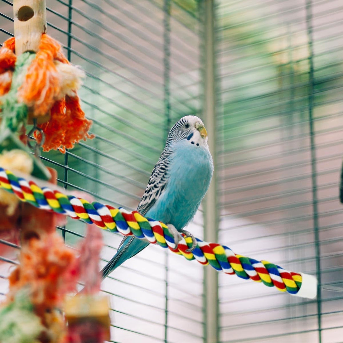 Bird Bungee Climbing Swing - Colorful Parakeet Rope Perch