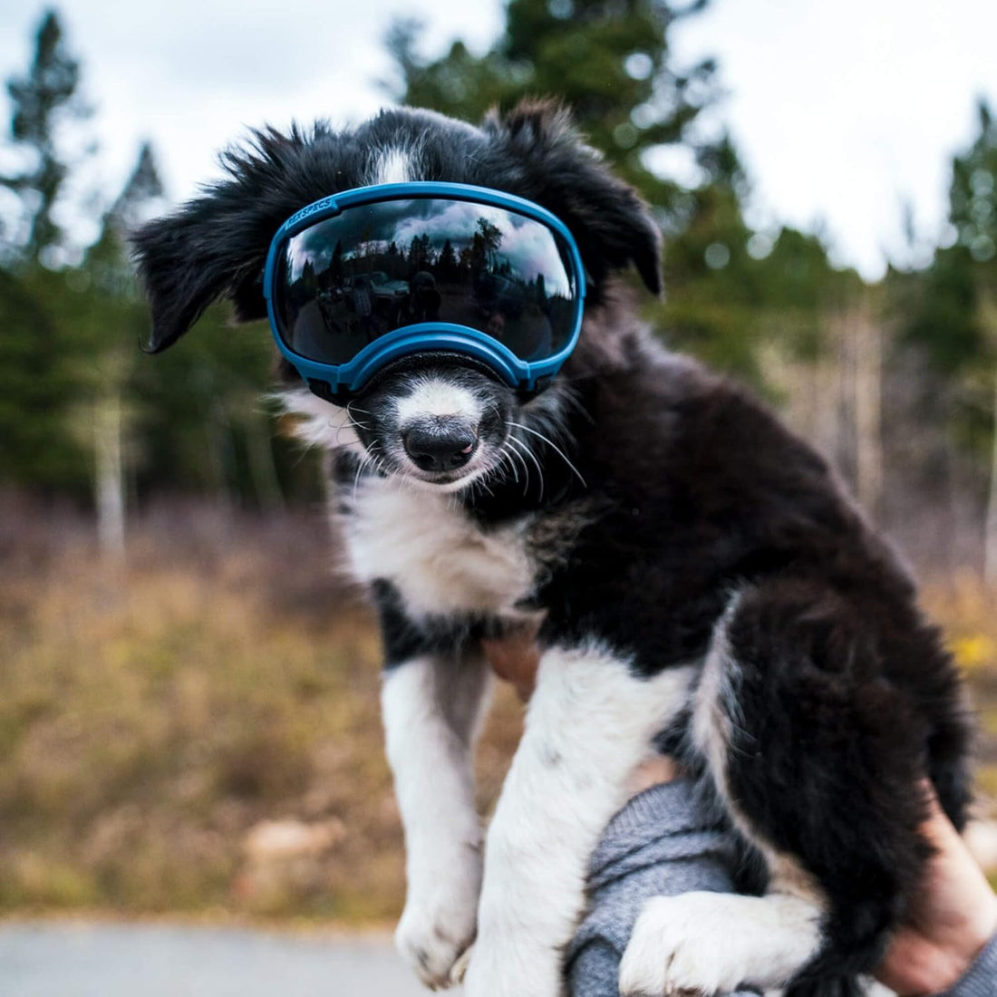 Rex Specs V2 Dog Goggles